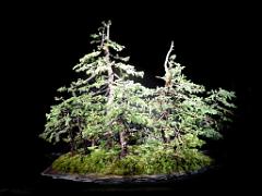 149 BONZAI A MAULEVRIER 2016_000025